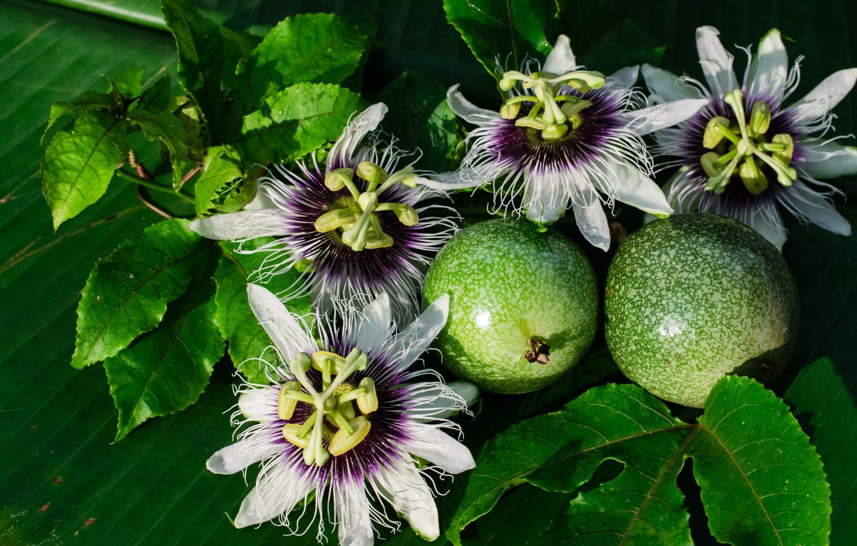 Passion Fruit