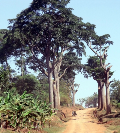 Muvura Tree