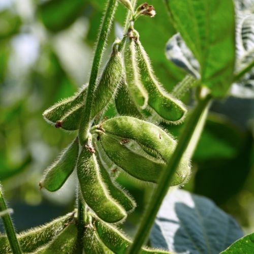 Soya Beans